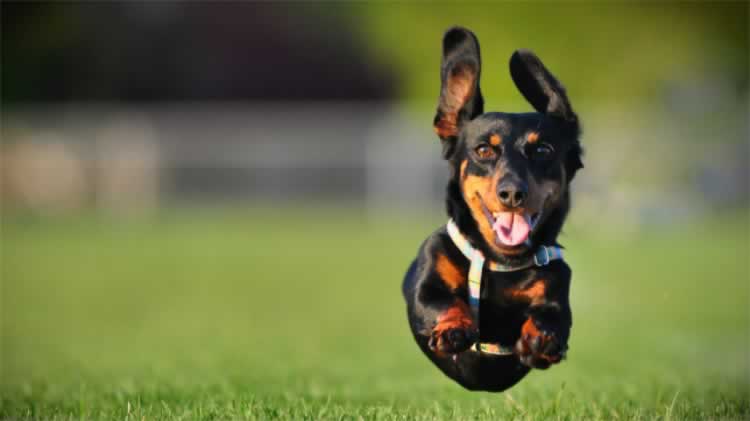 bigstock-dog-running-6241804_900.jpg